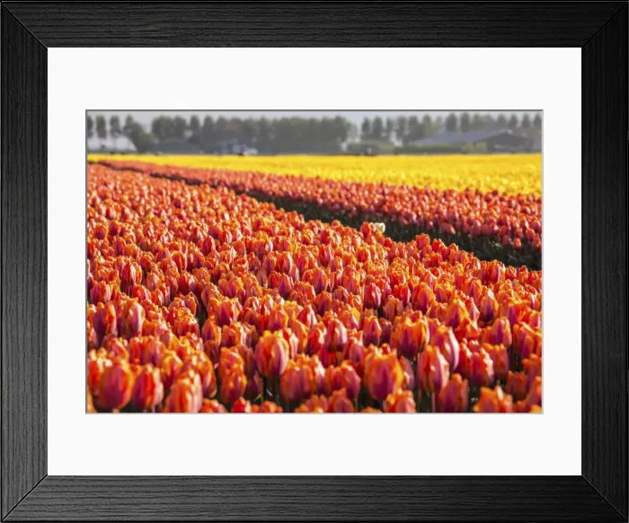 Framed Print : The colourful tulip fields in spring, Berkmeer, Koggenland, North Holland, Netherlands Framed Print : The colourful tulip fields in spring, Berkmeer, Koggenland, North Holland, Netherlands