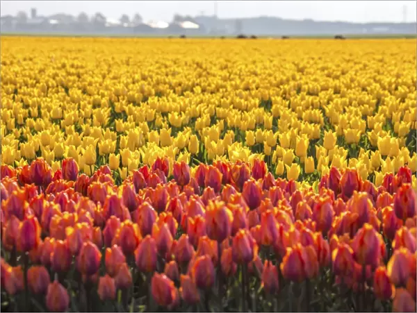 The colourful tulip fields in spring, Berkmeer, Koggenland, North Holland, Netherlands