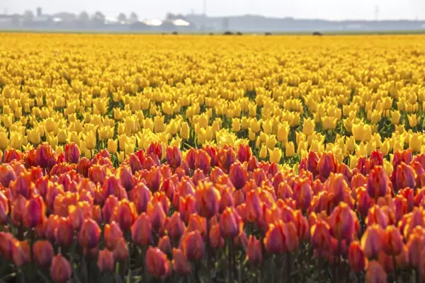 The colourful tulip fields in spring, Berkmeer, Koggenland, North Holland, Netherlands