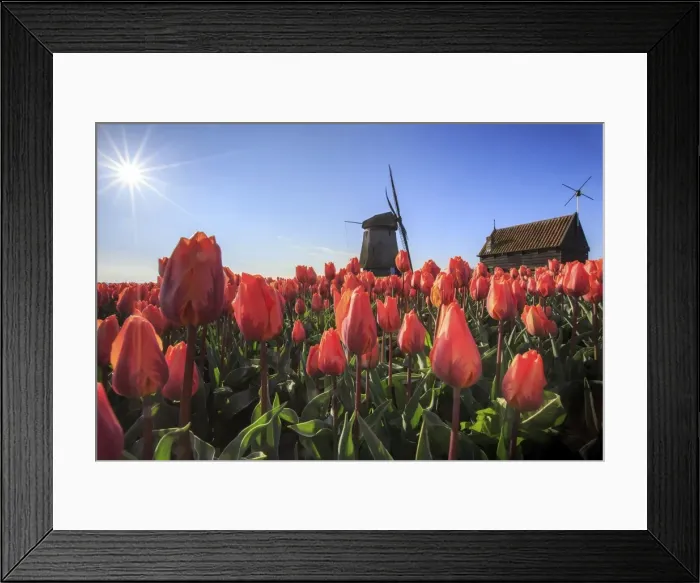 Framed Print : Red tulips in foreground and blue sky frame the windmill in spring, Schermerhorn