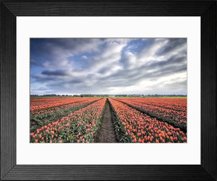 Framed Print : Spring clouds over fields of multi-coloured tulips, Schermerhorn, Alkmaar, North Holland Framed Print : Spring clouds over fields of multi-coloured tulips, Schermerhorn, Alkmaar, North Holland
