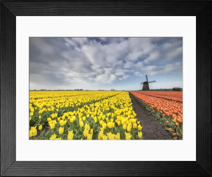 Framed Print : Multi-coloured fields of tulips at spring with windmill in the background, Schermerhorn Framed Print : Multi-coloured fields of tulips at spring with windmill in the background, Schermerhorn
