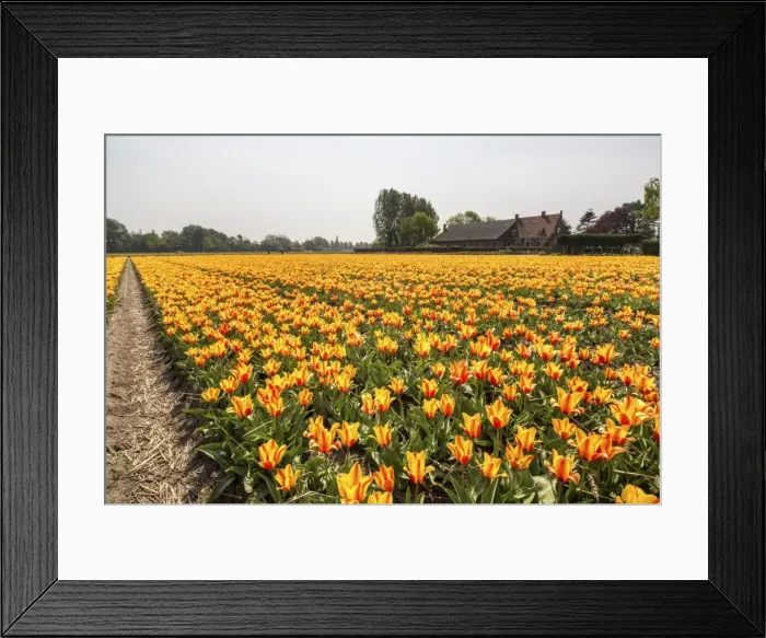 Framed Print : The yellow and orange tulips colour the landscape in spring, Keukenhof Park, Lisse Framed Print : The yellow and orange tulips colour the landscape in spring, Keukenhof Park, Lisse