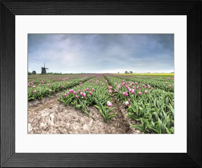 Framed Print : Panoramic view of multi-coloured fields of tulips and windmills, Berkmeer, Koggenland Framed Print : Panoramic view of multi-coloured fields of tulips and windmills, Berkmeer, Koggenland