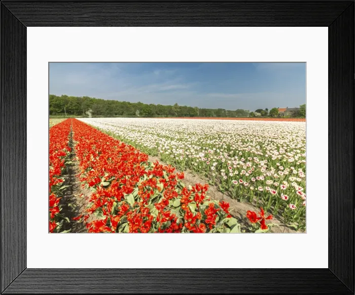 Framed Print : The red and white tulips colour the landscape in spring, Keukenhof Park, Lisse, South Holland Framed Print : The red and white tulips colour the landscape in spring, Keukenhof Park, Lisse, South Holland