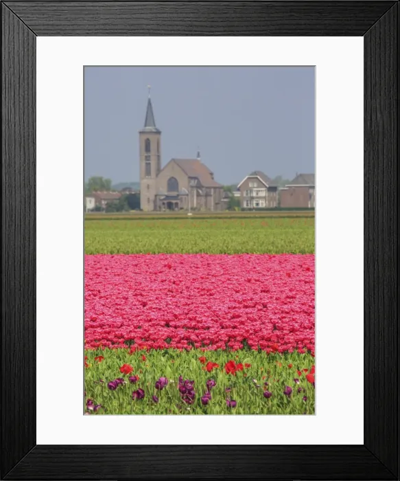 Framed Print : Fields of tulips colour the landscape and frame the village in background, Keukenhof Park