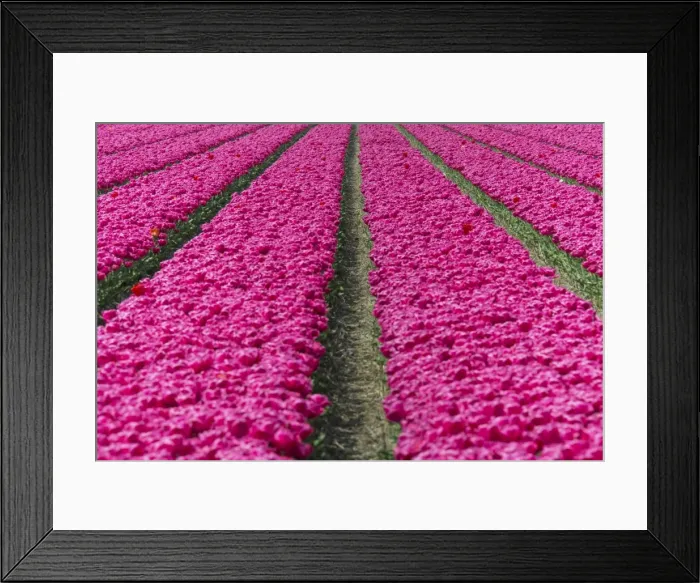 Framed Print : The colourful scenery of spring fields of tulips, Keukenhof Park, Lisse, South Holland Framed Print : The colourful scenery of spring fields of tulips, Keukenhof Park, Lisse, South Holland