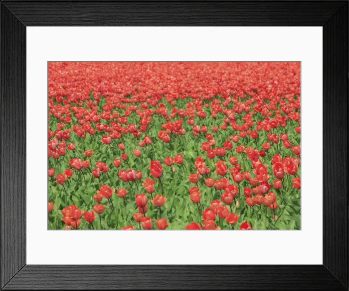 Framed Print : Red tulips and green grass colour the landscape in spring, Keukenhof Park, Lisse Framed Print : Red tulips and green grass colour the landscape in spring, Keukenhof Park, Lisse