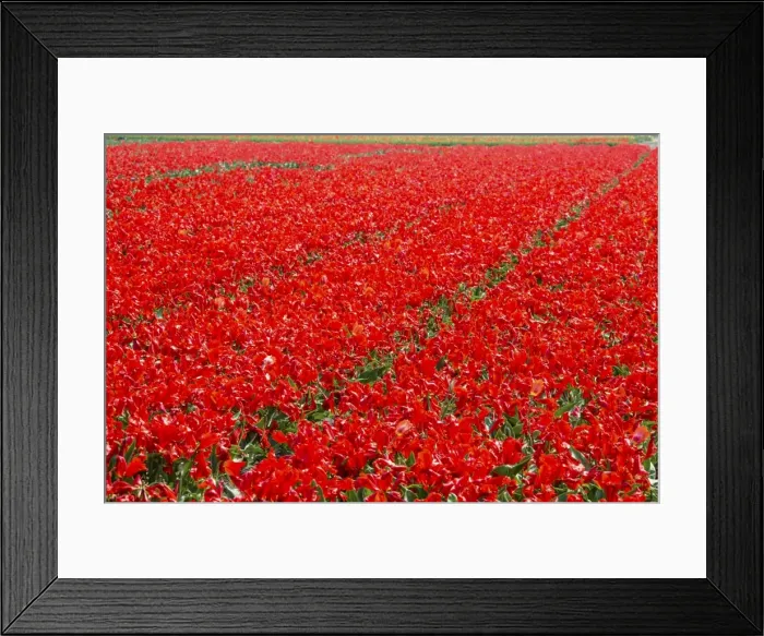 Framed Print : Fields of red tulips colour the landscape in spring, Keukenhof Park, Lisse, South Holland Framed Print : Fields of red tulips colour the landscape in spring, Keukenhof Park, Lisse, South Holland