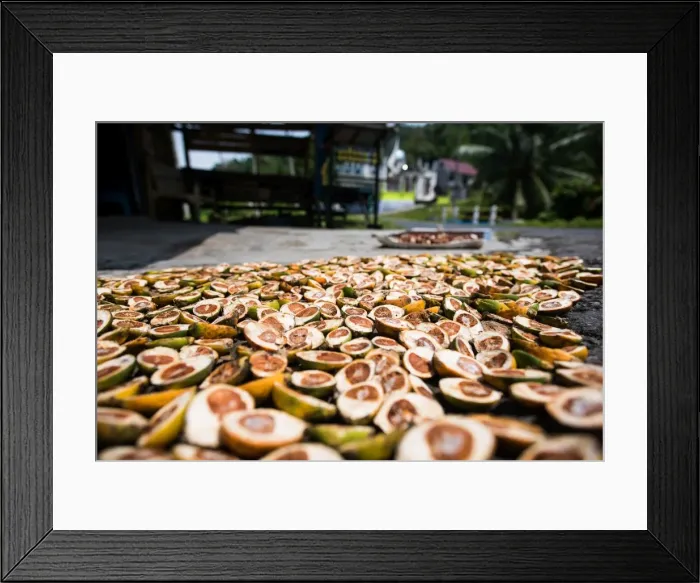 Framed Print : Betel nuts being sold in Pulua Weh, Sumatra, Indonesia, Southeast Asia Framed Print : Betel nuts being sold in Pulua Weh, Sumatra, Indonesia, Southeast Asia