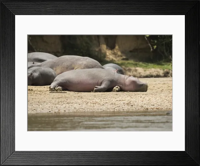 Framed Print : Hippopotamus, Queen Elizabeth National Park, Uganda, Africa Framed Print : Hippopotamus, Queen Elizabeth National Park, Uganda, Africa