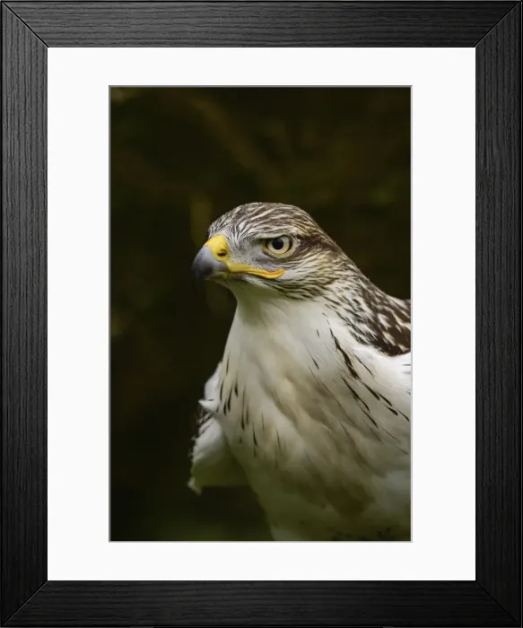 Framed Print : Ferruginous hawk, United Kingdom, Europe Framed Print : Ferruginous hawk, United Kingdom, Europe