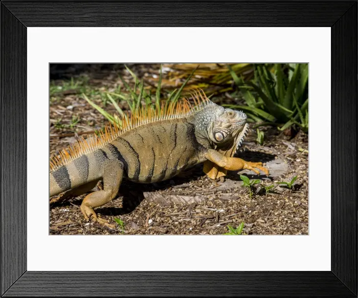 Framed Print : Green Iguana, Iguana Iguana, Grassy Key, Florida, United States of America, North America Framed Print : Green Iguana, Iguana Iguana, Grassy Key, Florida, United States of America, North America