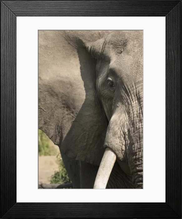Framed Print : African elephant, Queen Elizabeth National Park, Uganda, Africa Framed Print : African elephant, Queen Elizabeth National Park, Uganda, Africa