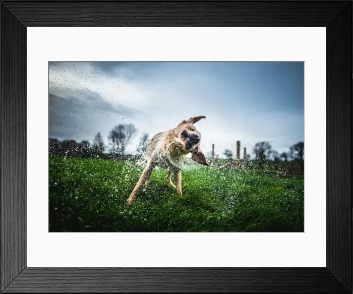 Framed Print : Labrador shaking off water, United Kingdom, Europe Framed Print : Labrador shaking off water, United Kingdom, Europe