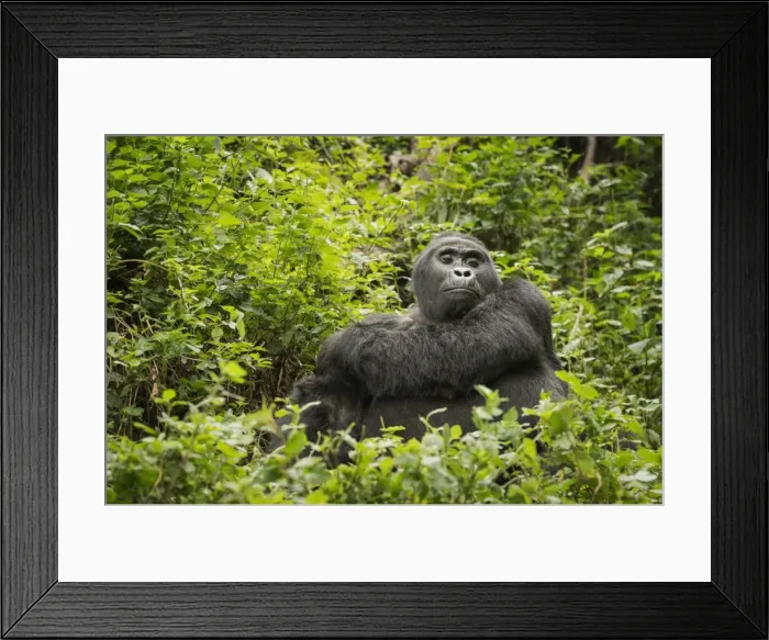 Framed Print : Mountain gorilla, Bwindi Impenetrable National Park, Uganda, Africa Framed Print : Mountain gorilla, Bwindi Impenetrable National Park, Uganda, Africa