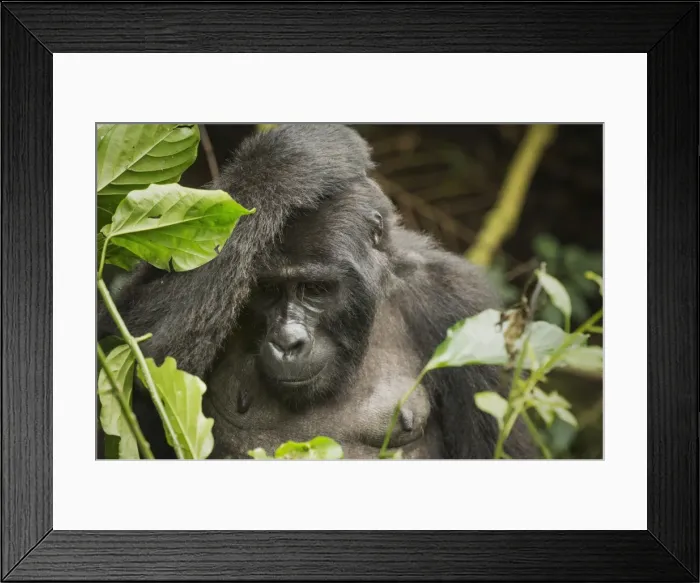 Framed Print : Mountain gorilla, Bwindi Impenetrable National Park, Uganda, Africa Framed Print : Mountain gorilla, Bwindi Impenetrable National Park, Uganda, Africa
