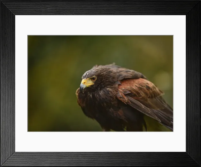 Framed Print : Harris hawk, United Kingdom, Europe Framed Print : Harris hawk, United Kingdom, Europe