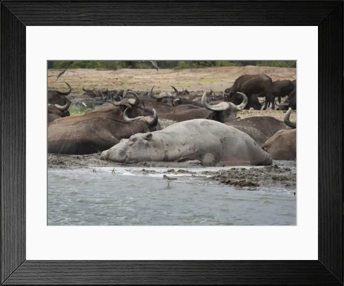 Framed Print : Hippopotamus and buffalo, Queen Elizabeth National Park, Uganda, Africa Framed Print : Hippopotamus and buffalo, Queen Elizabeth National Park, Uganda, Africa