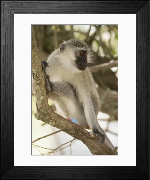 Framed Print : Vervet monkey, Lake Mburu National Park, Uganda, Africa Framed Print : Vervet monkey, Lake Mburu National Park, Uganda, Africa