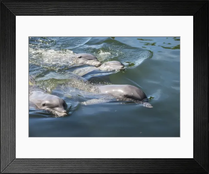Framed Print : Bottlenose Dolphins, Tursiops tursiops, Grassy Key, Florida, United States of America Framed Print : Bottlenose Dolphins, Tursiops tursiops, Grassy Key, Florida, United States of America