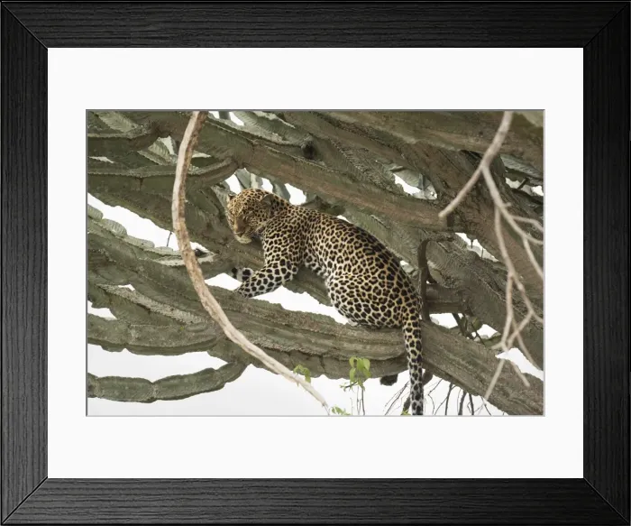 Framed Print : Leopard, Queen Elizabeth National Park, Uganda, Africa Framed Print : Leopard, Queen Elizabeth National Park, Uganda, Africa