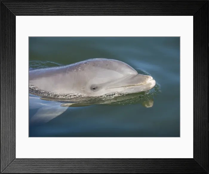 Framed Print : Bottlenose Dolphin, Tursiops tursiops, Grassy Key, Florida, United States of America Framed Print : Bottlenose Dolphin, Tursiops tursiops, Grassy Key, Florida, United States of America