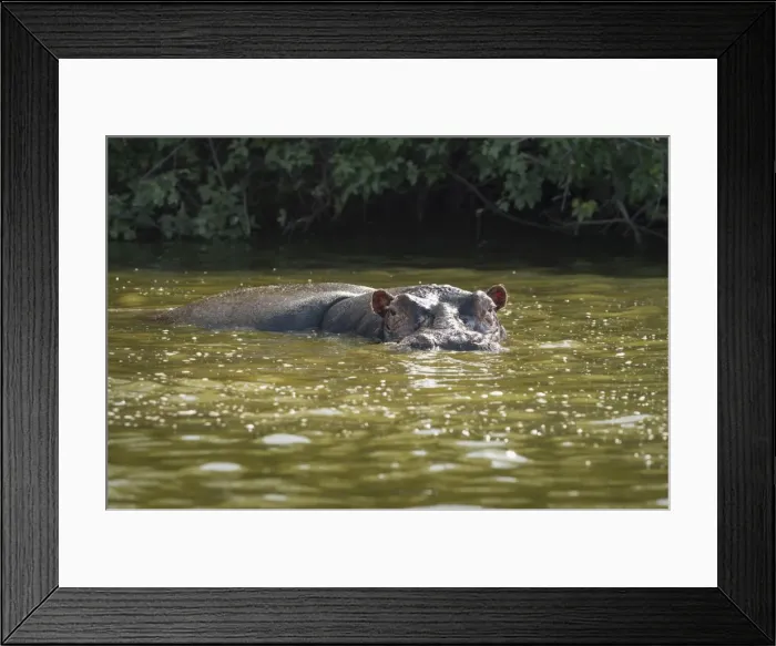 Framed Print : Hippopotamus, Lake Mburu National Park, Uganda, Africa Framed Print : Hippopotamus, Lake Mburu National Park, Uganda, Africa