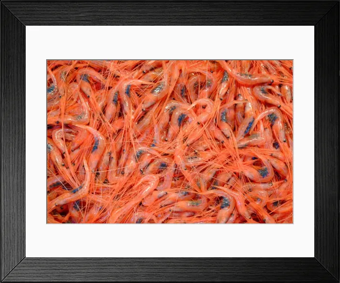 Framed Print : Shrimps at Mercado Nuestra Senora de Africa, Santa Cruz de Tenerife, Tenerife, Canary Islands Framed Print : Shrimps at Mercado Nuestra Senora de Africa, Santa Cruz de Tenerife, Tenerife, Canary Islands