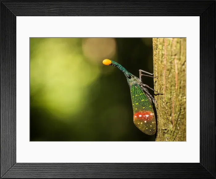 Framed Print : Orange-tip lantern fly (Pyrops intricata), Indonesia, Southeast Asia