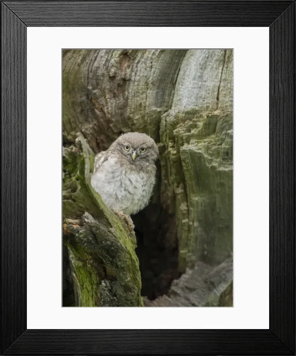 Framed Print : Little owl (Athene noctua), Yorkshire, England, United Kingdom, Europe Framed Print : Little owl (Athene noctua), Yorkshire, England, United Kingdom, Europe