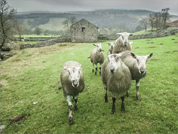 Sheep Wharfedale, Yorkshire, England, United Kingdom, Europe