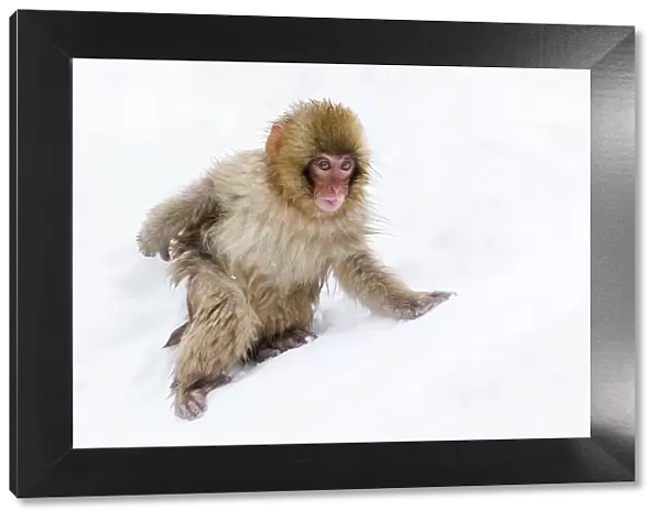 Japanese macaque (Snow monkey) (Macata fuscata), in the snow, Jigokudani Yaen-Koen