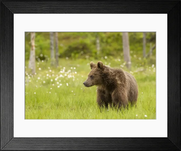 Framed Print : Brown bear (Ursus arctos), Finland, Scandinavia, Europe Framed Print : Brown bear (Ursus arctos), Finland, Scandinavia, Europe