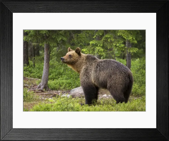 Framed Print : Brown bear (Ursus arctos), Finland, Scandinavia, Europe Framed Print : Brown bear (Ursus arctos), Finland, Scandinavia, Europe
