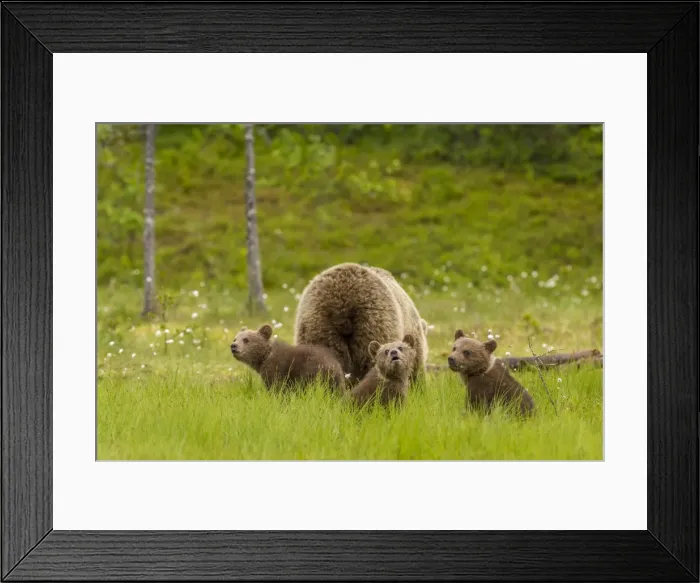 Framed Print : Brown bear (Ursus arctos) mother and cubs, Finland, Scandinavia, Europe Framed Print : Brown bear (Ursus arctos) mother and cubs, Finland, Scandinavia, Europe