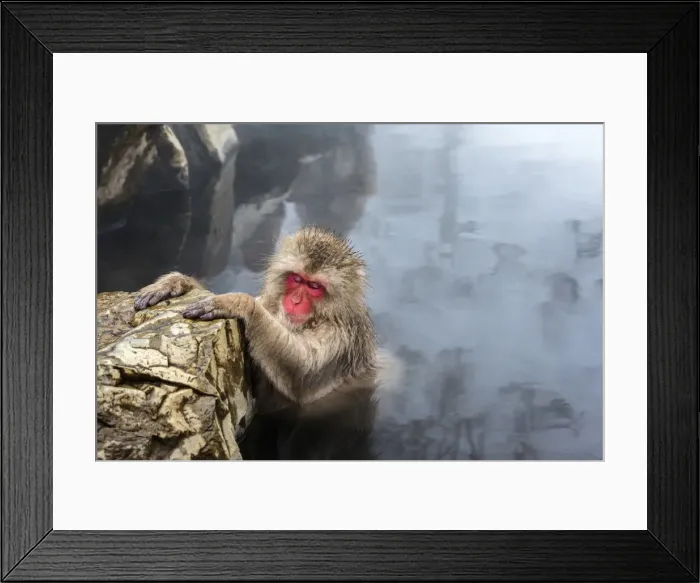 Framed Print : Japanese macaque (Snow monkey) (Macata fuscata), relaxing in a hot spring, Jigokudani Yaen-Koen Framed Print : Japanese macaque (Snow monkey) (Macata fuscata), relaxing in a hot spring, Jigokudani Yaen-Koen