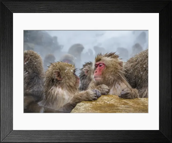 Framed Print : Japanese macaques (Snow monkeys) (Macata fuscata), relaxing in a hot spring, Jigokudani Yaen-Koen Framed Print : Japanese macaques (Snow monkeys) (Macata fuscata), relaxing in a hot spring, Jigokudani Yaen-Koen