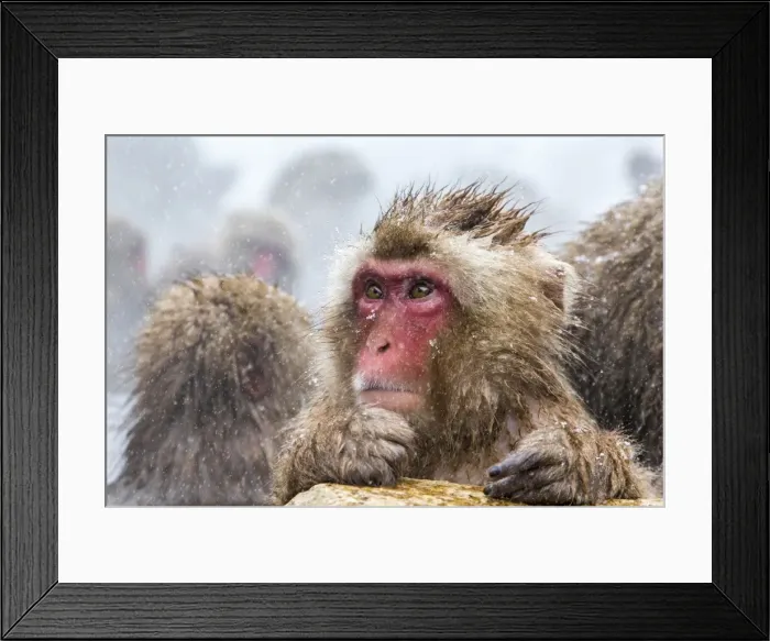 Framed Print : Japanese macaque (Snow monkey) (Macata fuscata), Jigokudani Yaen-Koen, Nagano Prefecture