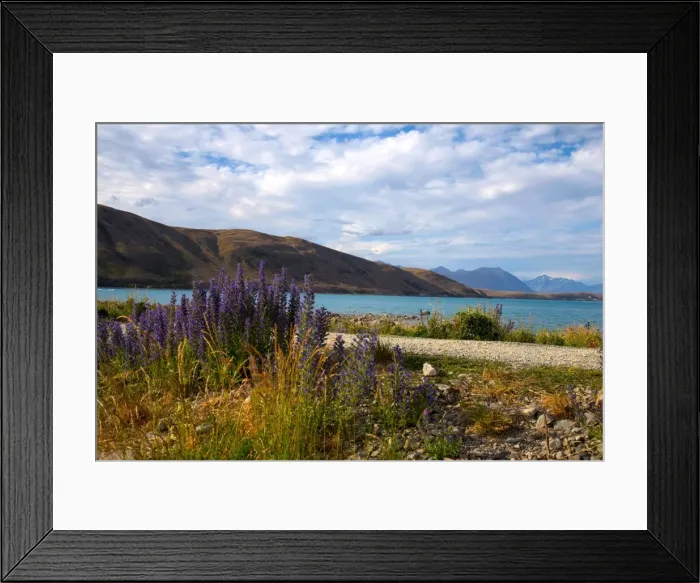 Framed Print : Lupins, Lake Tekapo, South Canterbury, South Island, New Zealand, Pacific Framed Print : Lupins, Lake Tekapo, South Canterbury, South Island, New Zealand, Pacific