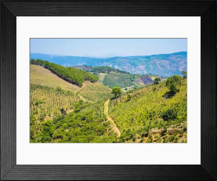 Framed Print : Coffee plantations in Central Highlands, Lam Ha District, Lam Dong Province, Vietnam Framed Print : Coffee plantations in Central Highlands, Lam Ha District, Lam Dong Province, Vietnam