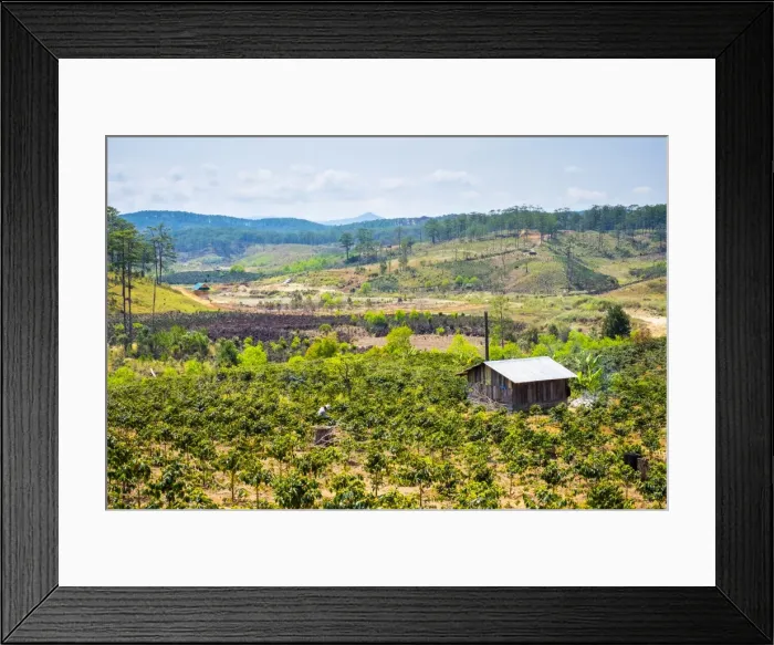 Framed Print : A man works in a coffee plantation near his home, Lac Duong District, Lam Dong Province Framed Print : A man works in a coffee plantation near his home, Lac Duong District, Lam Dong Province