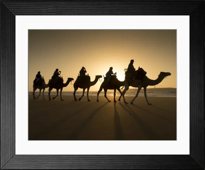 Framed Print : Beach camel trek, Essaouira, Morocco, North Africa, Africa Framed Print : Beach camel trek, Essaouira, Morocco, North Africa, Africa