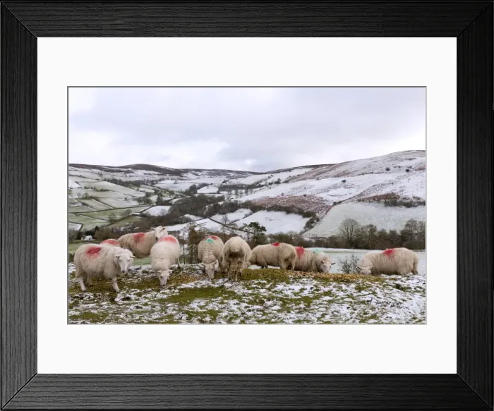 Framed Print : Sheep feed on high moorland in a wintry landscape in Powys, Wales, United Kingdom, Europe Framed Print : Sheep feed on high moorland in a wintry landscape in Powys, Wales, United Kingdom, Europe