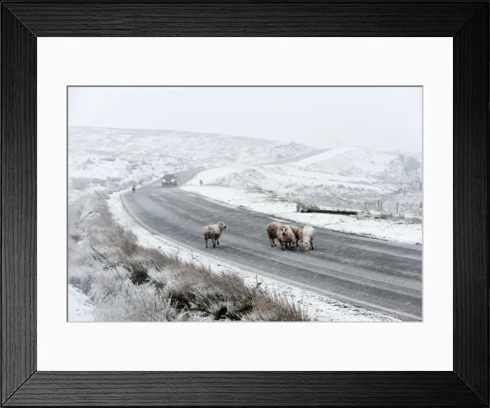 Framed Print : Sheep in a wintry landscape on the Mynydd Epynt moorland, Powys, Wales, United Kingdom Framed Print : Sheep in a wintry landscape on the Mynydd Epynt moorland, Powys, Wales, United Kingdom