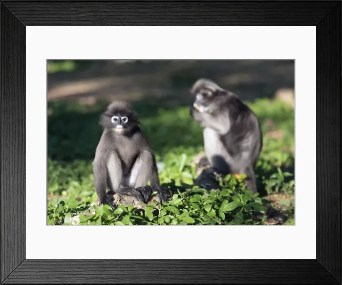 Framed Print : Dusky langur monkey (Trachypithecus obscurus), Prachuap Kiri Khan, Thailand, Southeast Asia Framed Print : Dusky langur monkey (Trachypithecus obscurus), Prachuap Kiri Khan, Thailand, Southeast Asia