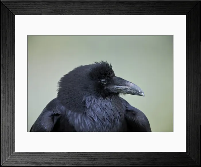 Framed Print : Common Raven (Corvus corax), Yellowstone National Park, Wyoming, United States of America Framed Print : Common Raven (Corvus corax), Yellowstone National Park, Wyoming, United States of America