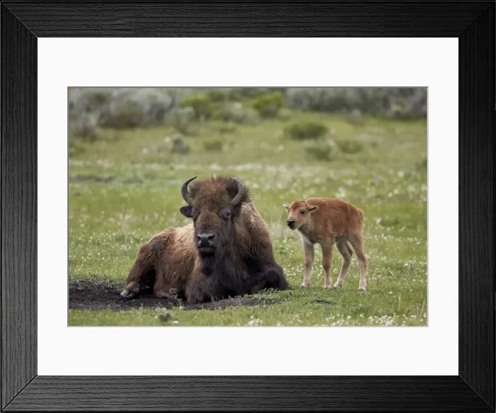 Framed Print : Bison (Bison bison) cow and calf, Yellowstone National Park, Wyoming, United States of America Framed Print : Bison (Bison bison) cow and calf, Yellowstone National Park, Wyoming, United States of America