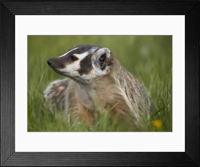 Framed Print : American Badger (Taxidea taxus), Yellowstone National Park, Wyoming, United States of America Framed Print : American Badger (Taxidea taxus), Yellowstone National Park, Wyoming, United States of America
