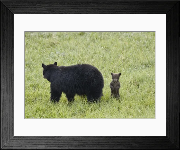 Framed Print : Black Bear (Ursus americanus) sow and a chocolate cub of the year or spring cub Framed Print : Black Bear (Ursus americanus) sow and a chocolate cub of the year or spring cub